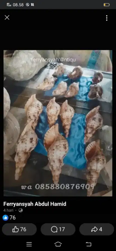 Triton shell mulut kiri