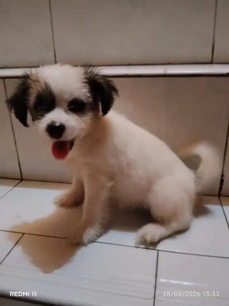 Anak Anjing Shih Tzu mix Kampung