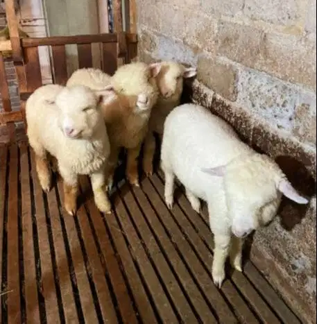 4 ekor cempe domba merino super 4 bln 1 jantan 3 betina siap ternak ok