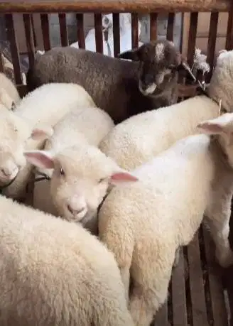 4 ekor cempe domba merino super 4 bln 1 jantan 3 betina siap ternak ok