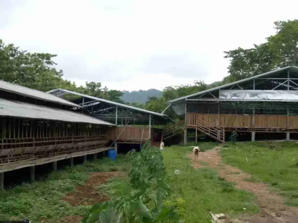 DIJUAL CEPAT LAHAN PERKEBUNAN PETERNAKAN di Desa Selawangi, Tanjungsari, Bogor