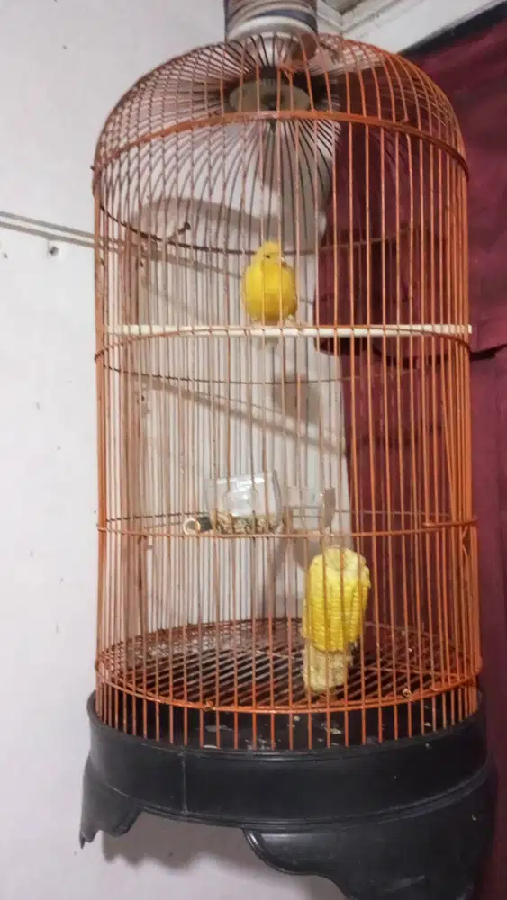 Burung kenari AF jantan