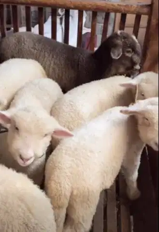4 ekor cempe anakan domba merino 4 bln 1 jantan 3 betina siap ternak
