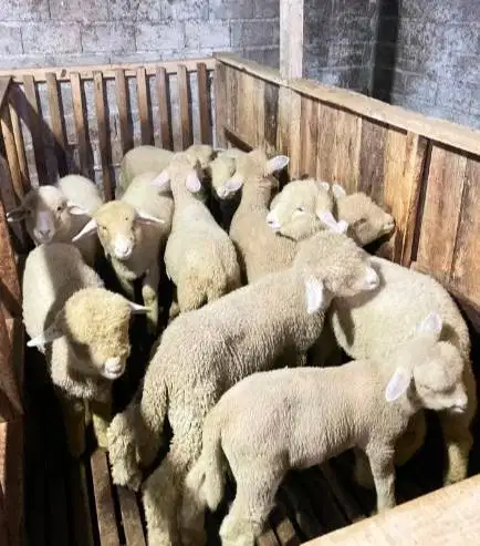 4 ekor cempe anakan domba merino 4 bln 1 jantan 3 betina siap ternak