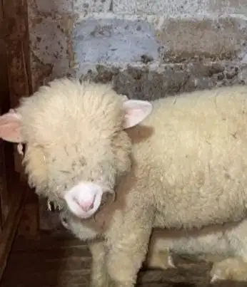 4 ekor cempe anakan domba merino 4 bln 1 jantan 3 betina siap ternak