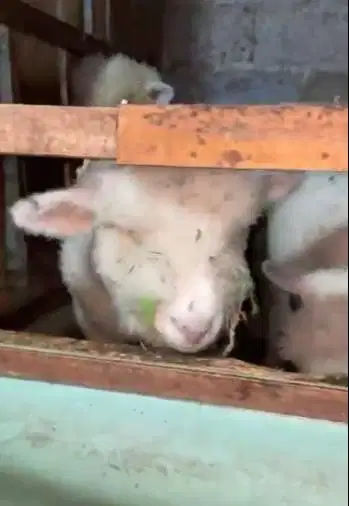 4 ekor cempe anakan domba merino 4 bln 1 jantan 3 betina siap budidaya