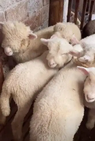 4 ekor cempe anakan domba merino 4 bln 1 jantan 3 betina siap budidaya