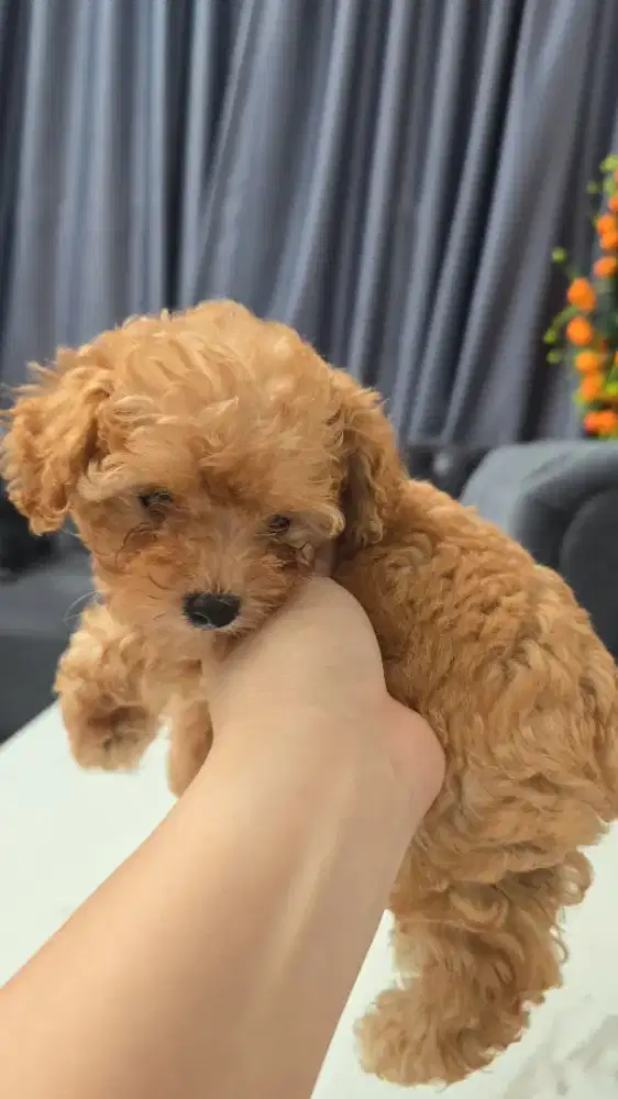 Poodle betina cute, aktif dan pinter