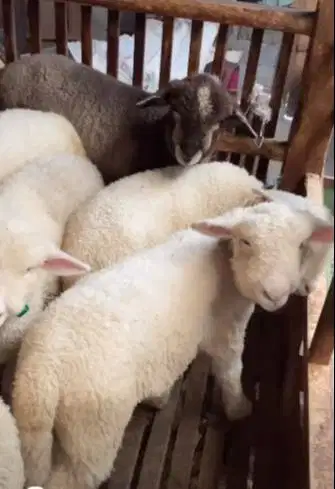 4 ekor anakan bibit domba merino 4 bln 1 jantan 3 betina siap budidaya
