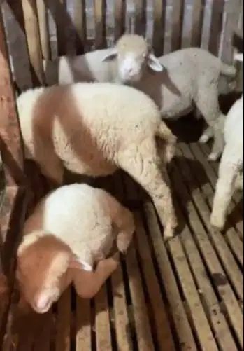 4 ekor anakan bibit domba merino 4 bln 1 jantan 3 betina siap budidaya