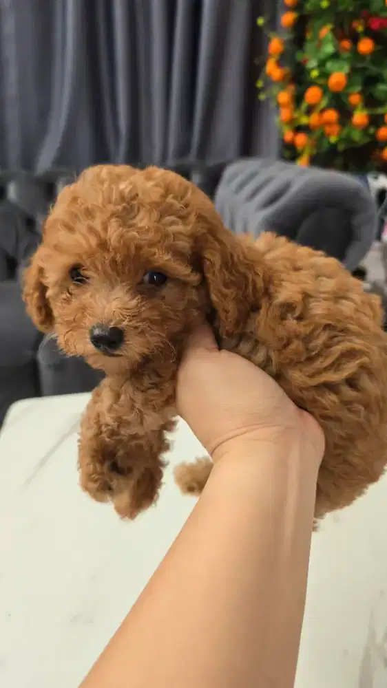 Poodle jantan cute, pinter dan aktif