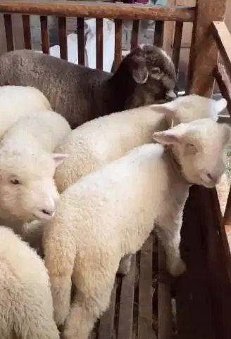 4 ekor cempe anakan domba merino 4 bln 1 jantan 3 betina siap budidaya