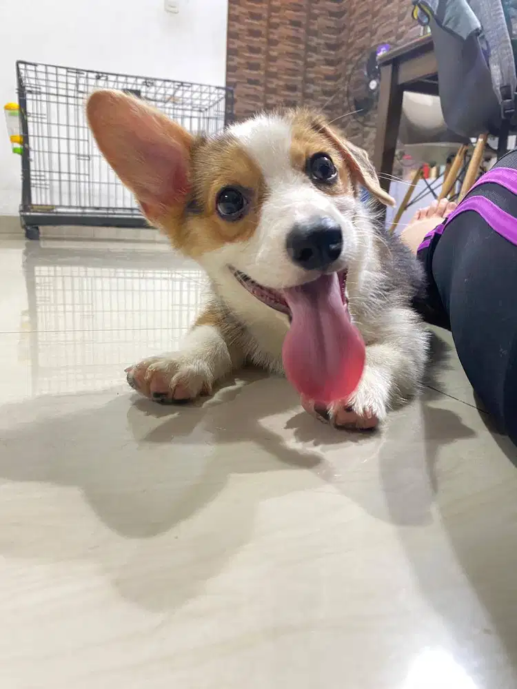 Dijual Anak Puppy Corgi Short Hair Tri Color Betina Female Stambum