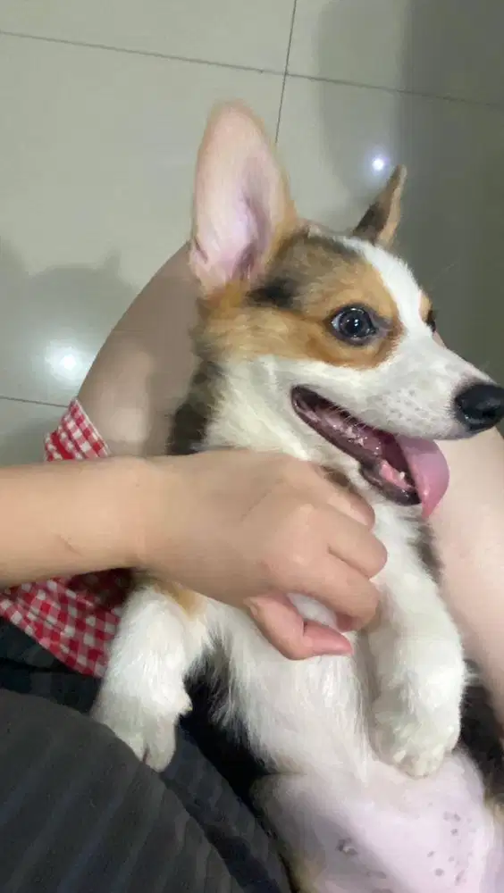 Dijual Anak Puppy Corgi Short Hair Tri Color Betina Female Stambum