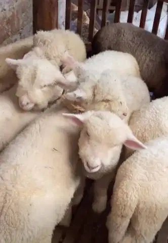 4 ekor cempe anakan domba merino 4 bln 1 jantan 3 betina siap budidaya