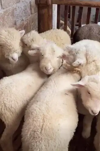 4 ekor cempe anakan domba merino 4 bln 1 jantan 3 betina siap budidaya
