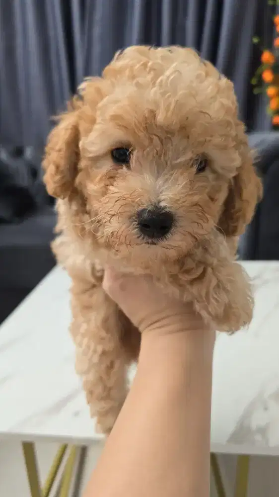 Poodle jantan cute, pinter dan aktif