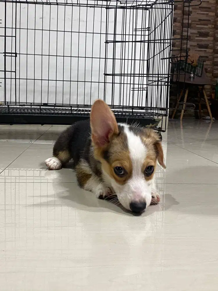 Dijual Anak Puppy Corgi Short Hair Tri Color Betina Female Stambum
