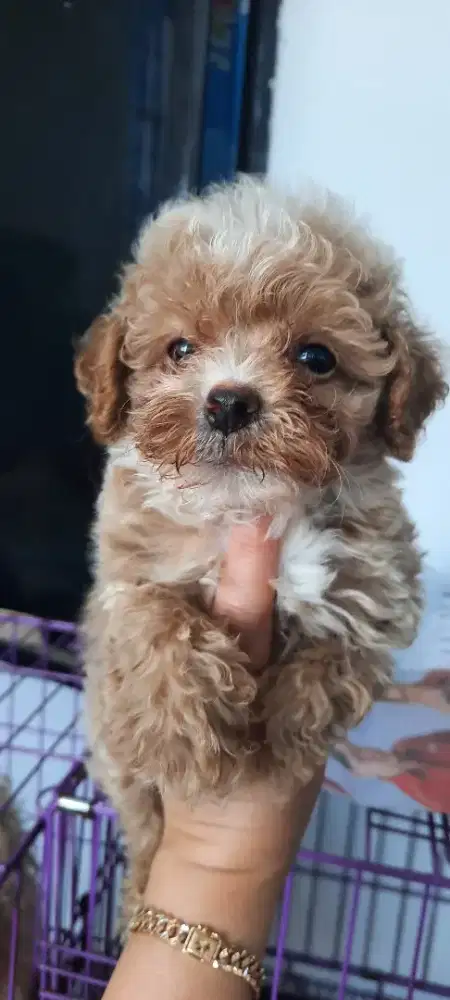Poodle apricot 1jantan 3betina