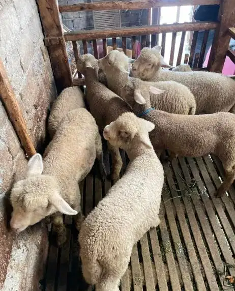 4 ekor anakan bibit domba merino 4 bln 1 jantan 3 betina siap ternak