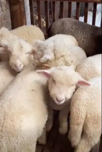 4 ekor anakan bibit domba merino 4 bln 1 jantan 3 betina siap ternak