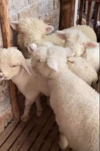 4 ekor anakan bibit domba merino 4 bln 1 jantan 3 betina siap budidaya