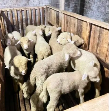 4 ekor cempe anakan domba merino 4 bln 1 jantan 3 betina siap ternak