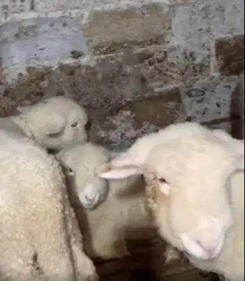 4 ekor cempe anakan domba merino 4 bln 1 jantan 3 betina siap ternak