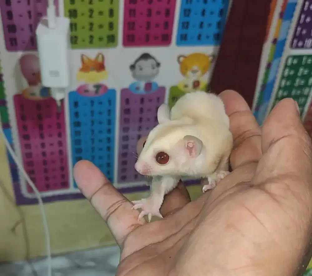 Sugar glider creamino joy