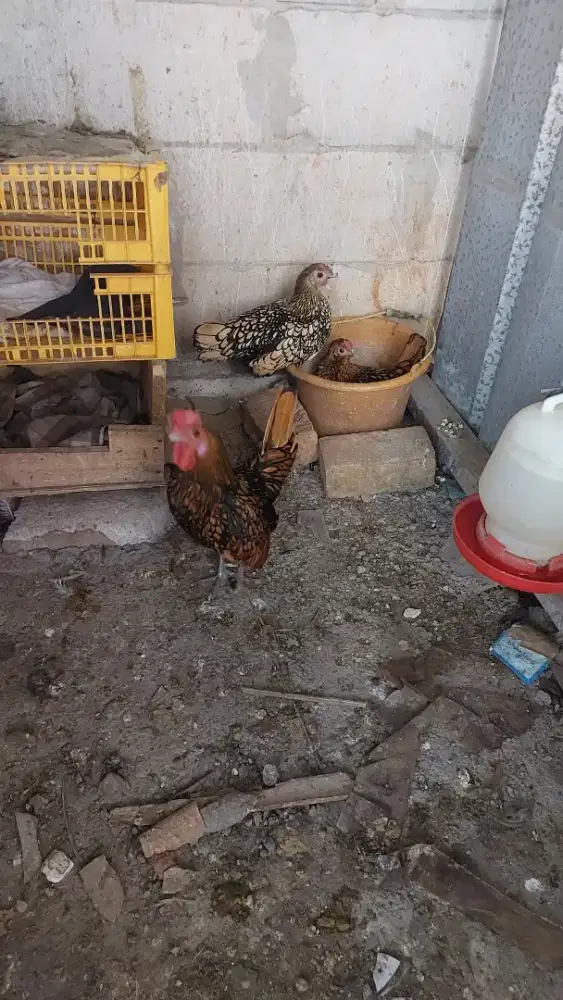 Ayam batik kanada