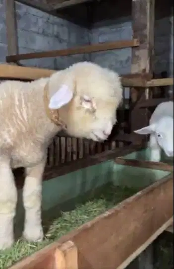 4 ekor anakan bibit domba merino 4 bln 1 jantan 3 betina siap budidaya