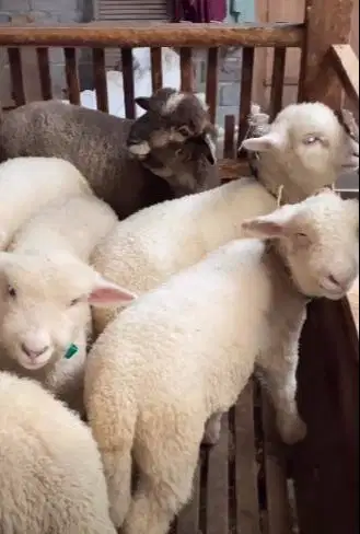 4 ekor anakan bibit domba merino 4 bln 1 jantan 3 betina siap budidaya