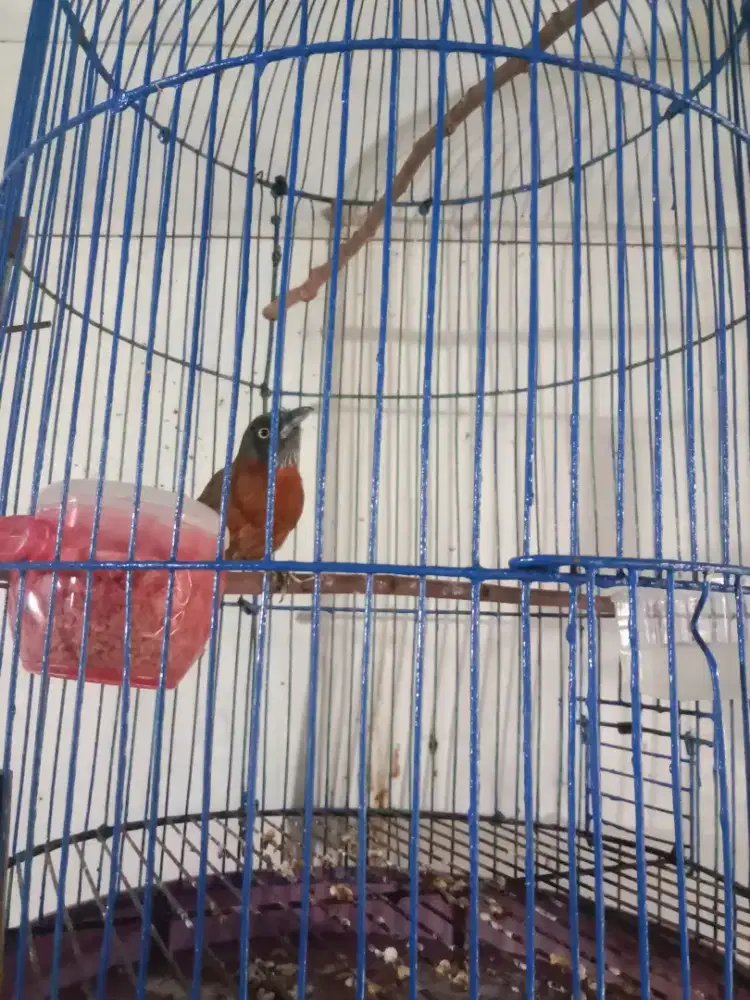 Djual kepala Abu rajin bunyi