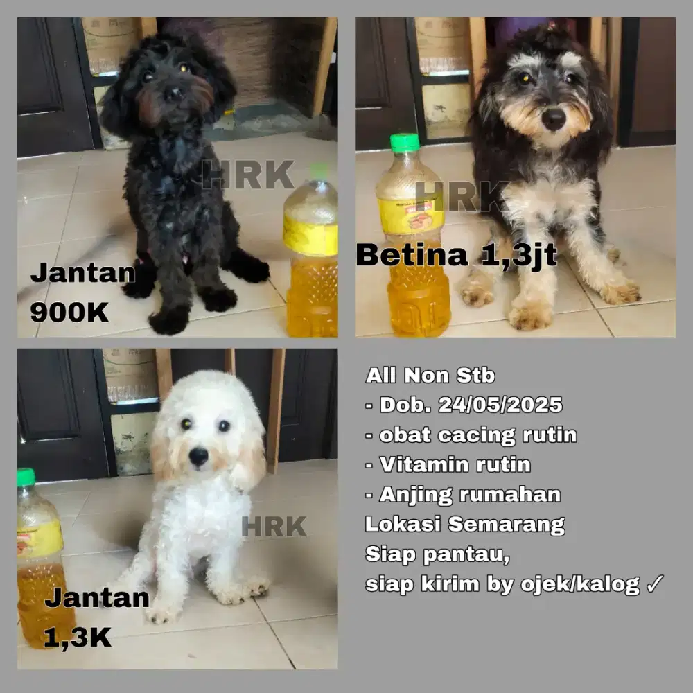 Poodle Non Stb Jantan dan betina