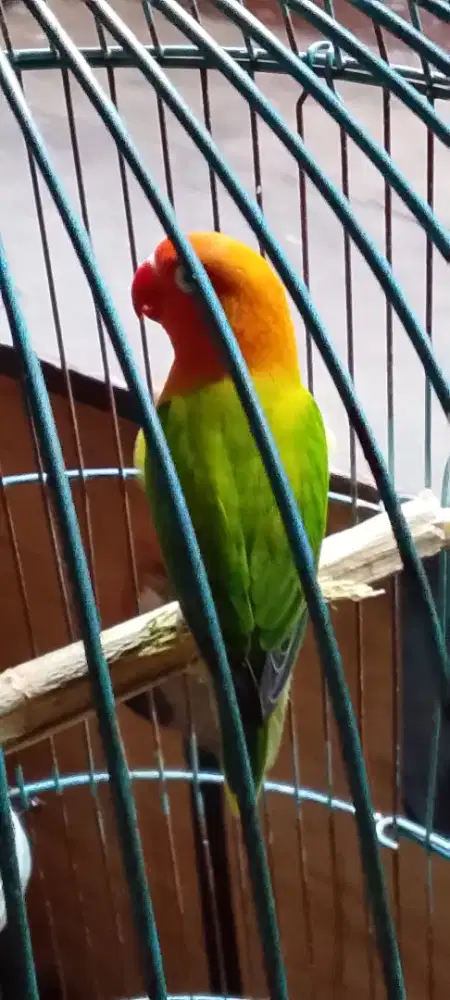 Lovebird biola green