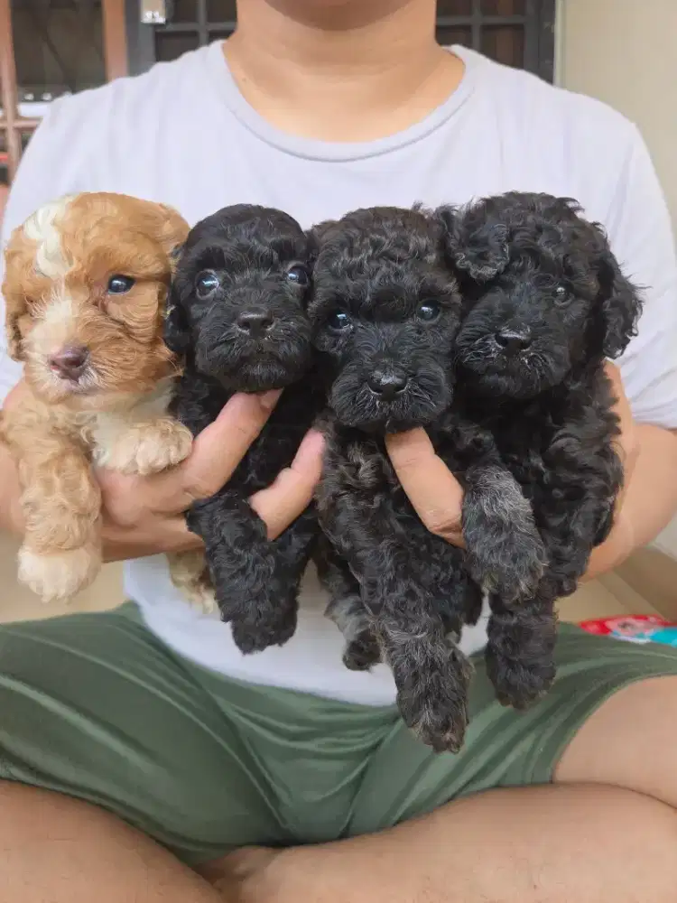 Jual Pupiesss - Poodle Hitam (2 Betina 1 Jantan)