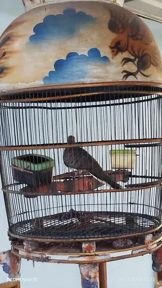 Burung perkutut gacor rawatan 5 tahunan manggung mbekur2