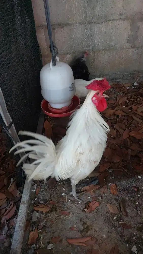 Ayam ketawa induk. 2 jntan 3 betina