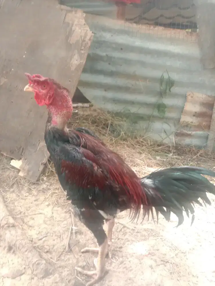 ayam Siam merah
