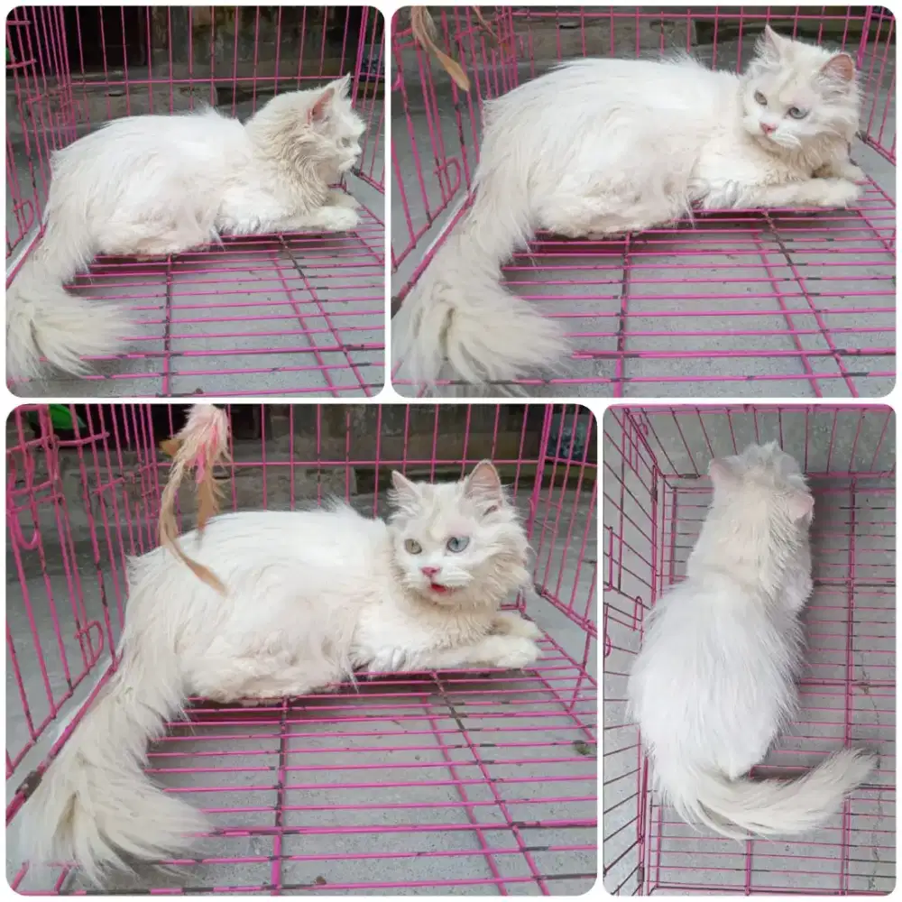Persia Betina White Solid Odd Eye