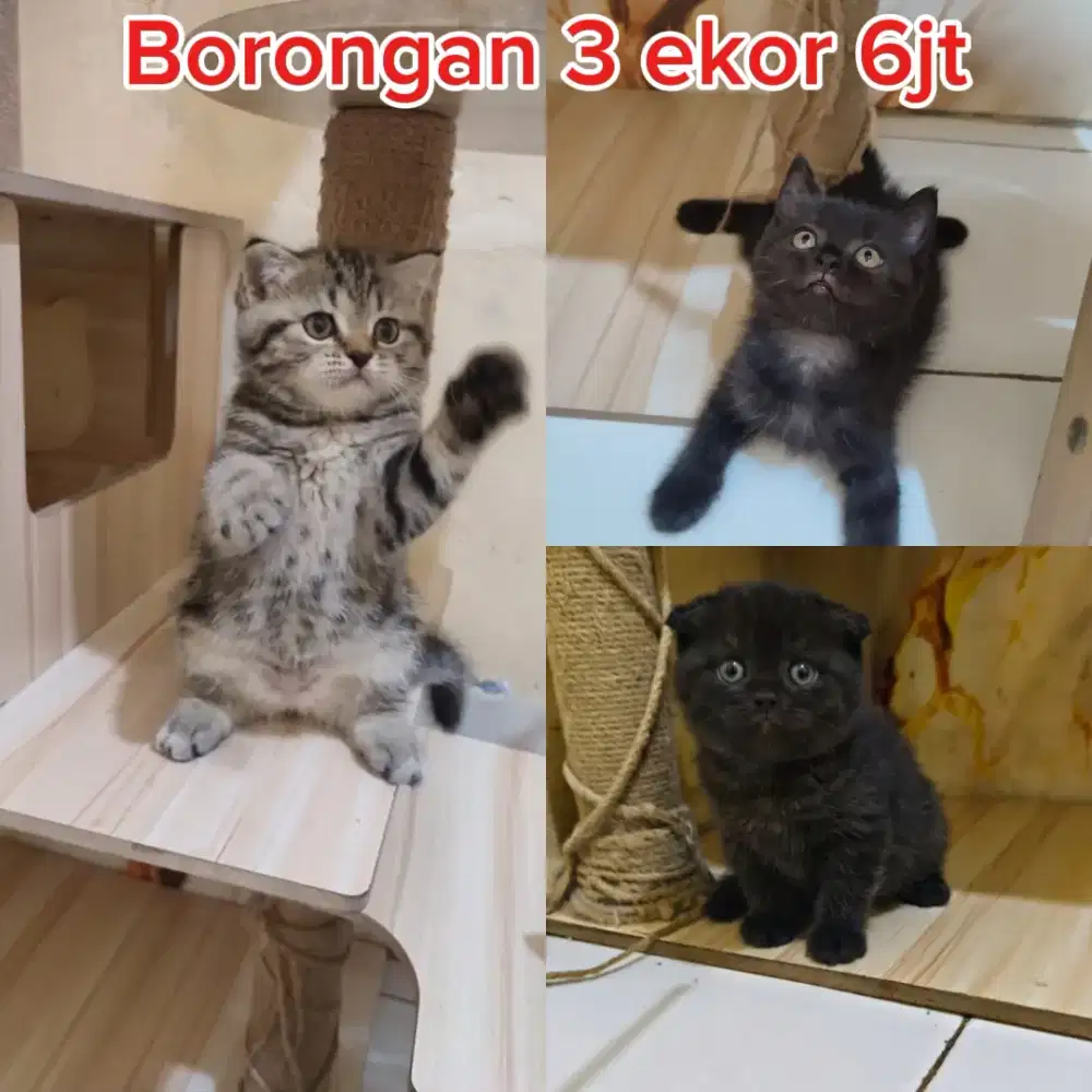 BSH x Sottish Fold All Female.Jual cepat borongan 3 ekor 6jt