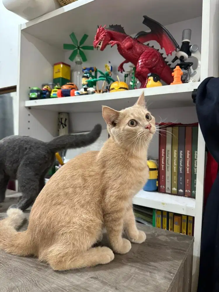 BSH kitten oyen jantan 4 bulan