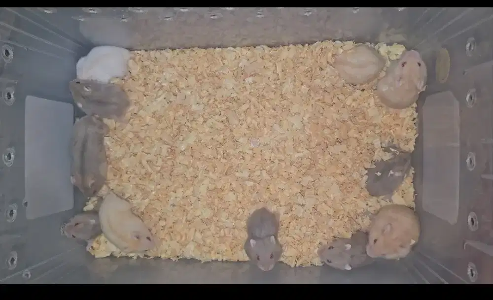 Hamster Winter White