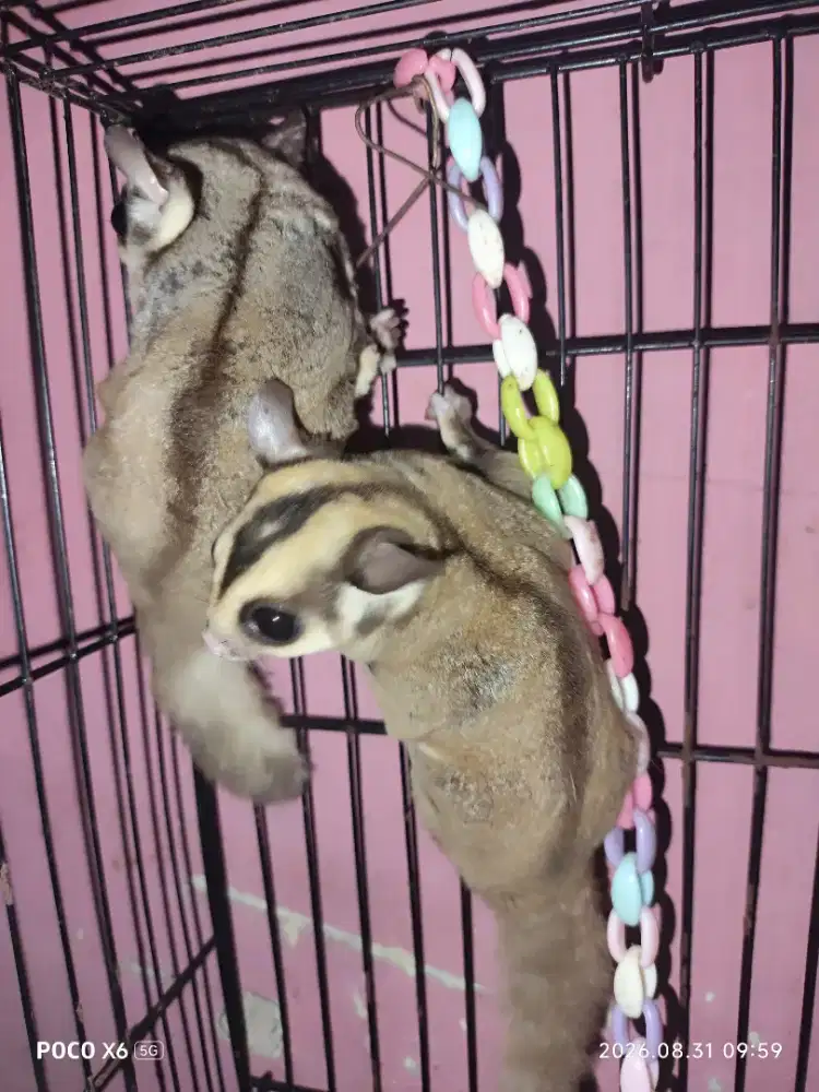 Sugar glider classic grey sepasang indukan