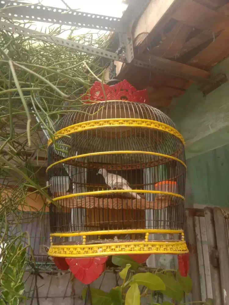 Burung perkutut silver manggung