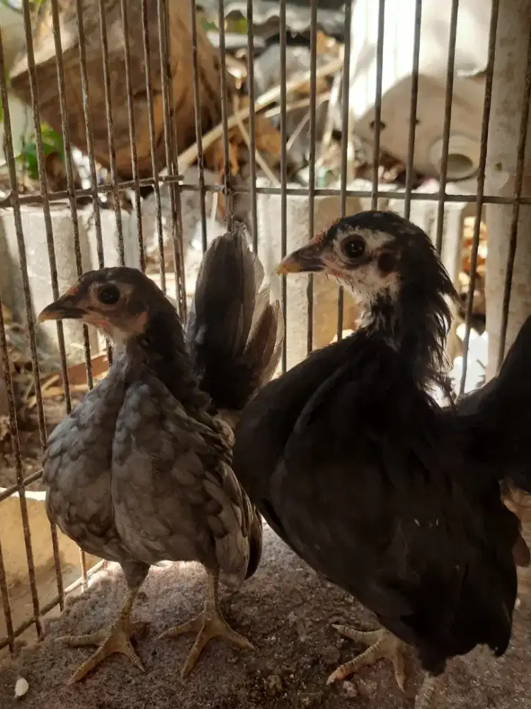 Ayam serama betina 2 bulan