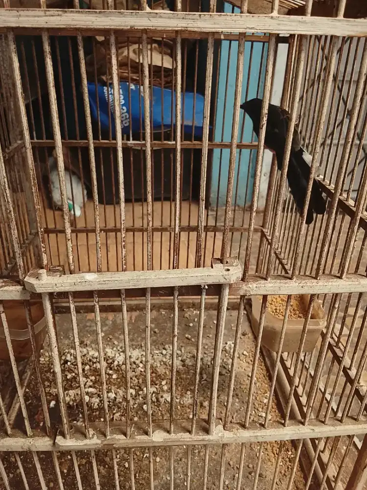 Jual burung murai betina