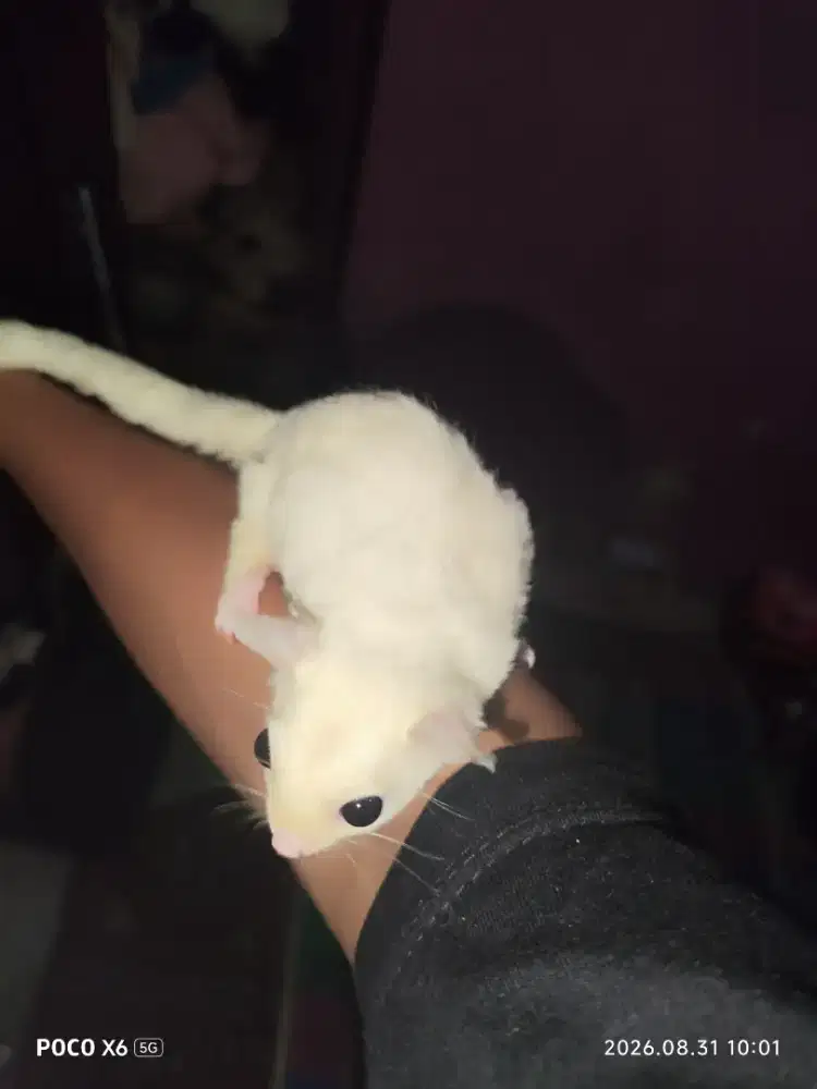 Sugar glider leucistic jantan