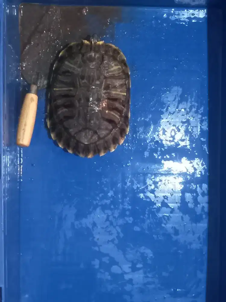 Res Brazil  Jantan Dewasa