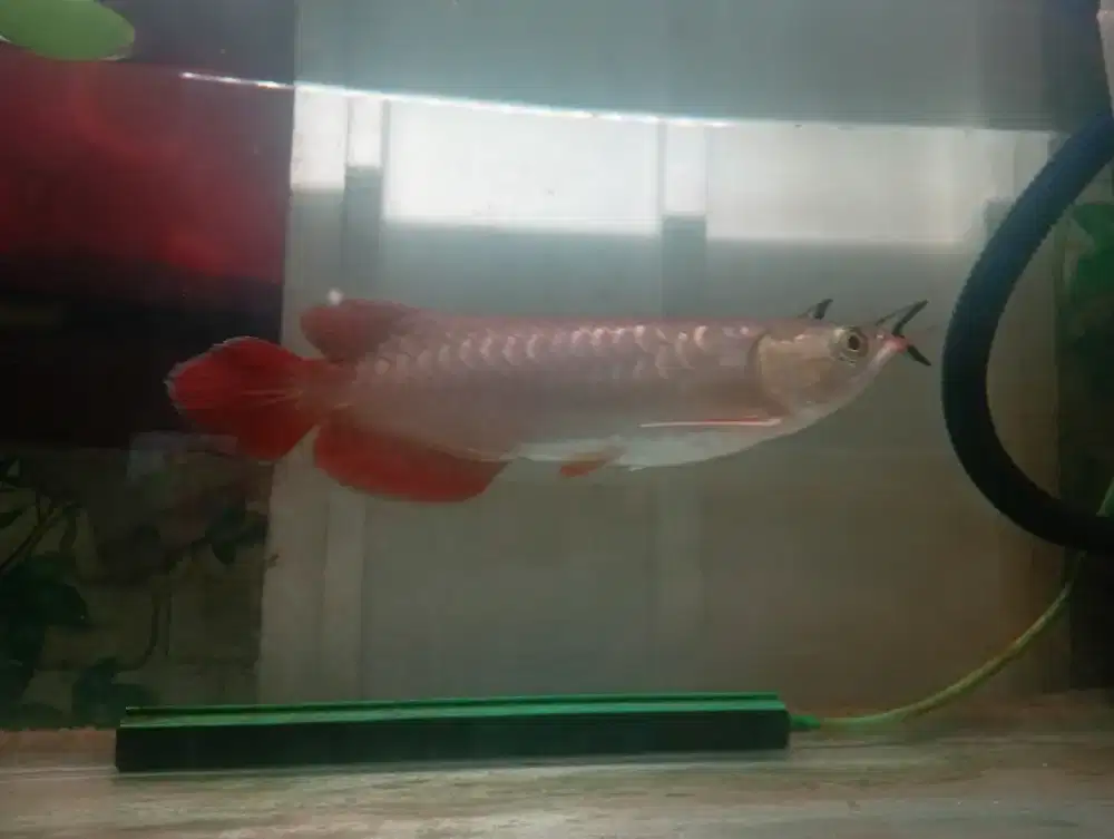 Arwana super red